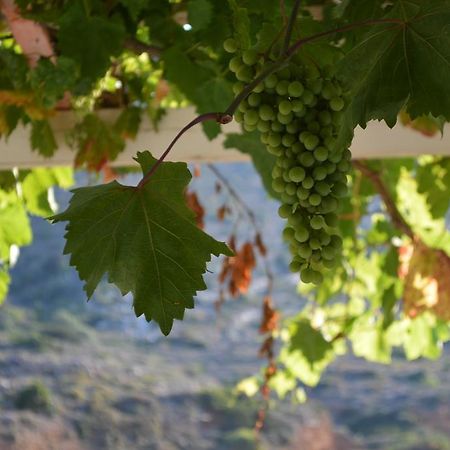 ホテル Koukos Agia Theodoti エクステリア 写真